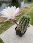 Preview: Echinopsis oxygona